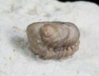 Enrolled Kainops Trilobite In Matrix #5756-2